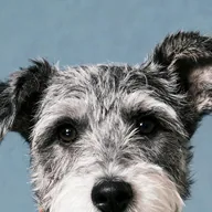 Pip's portrait